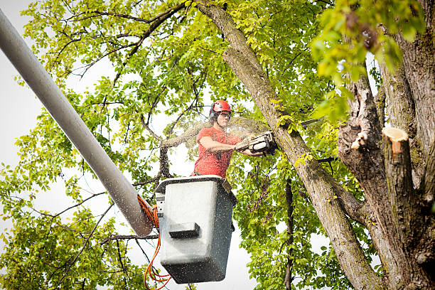 Best Large Tree Removal  in Manti, UT